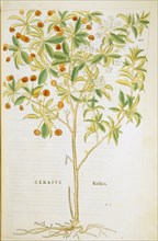 Hand-colored woodcut of a cherry tree circa 1563 - Cerasus / Kirschen.