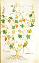 Balsamine prima / Balsamkraut menle - Hand-colored woodcut of the balsam plant circa 1542  .