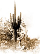 Edward S. Curits Native American Indians - Two Pina women harvesting saguaro cactus fruit, Arizona circa 1907.