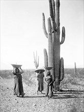Edward S. Curits Native American Indians - Three Maricopa Indian women with baskets on their heads, standing by Saguaro cacti, gathering fruit circa 1907.