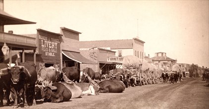 Line of oxen and wagons along main street. Sturgis Dakota Territory 1887-1892.