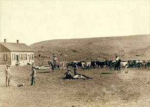 Six cowboys branding cattle in front of a house 1891 Dakota Territory.