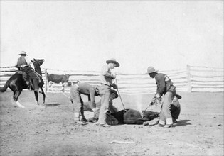 Branding calves on roundup 1888.