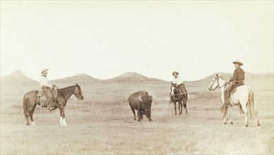 Cowboys, roping a buffalo on the plains 1887-1892.