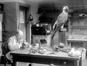 N.R. Wood of Smithsonian Institution Mounting Birds circa 1916.