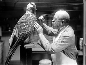 N.R. Wood of Smithsonian Institution Mounting Birds circa 1916.