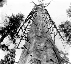 California History - The Mother of the Forest, 305 ft high giant tree; 63 ft circumference--near view - Calaveras County circa 1866.