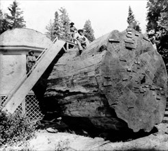California History - Section of the Original Big tree, near view, Mammoth Grove, Calaveras County circa 1866.