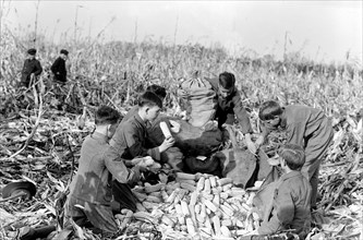 Boy Scouts working on a Boy Scout Farm circa 1917.