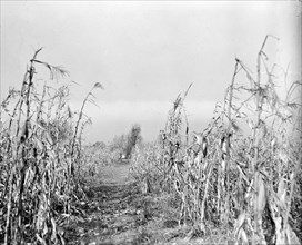 Corn stalks on Boy Scout farm circa 1917.