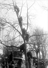 People climbing a tree to watch welcome home parade for Woodrow Wilson circa 1919.