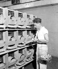A poultry expert removes eggs from an automatic chute in an air conditioned hen house circa 1938.