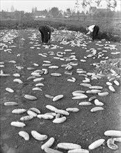 Men picking up cucumbers that are rotting in a field circa October 16, 1947.