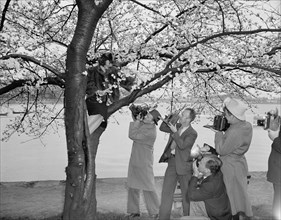 Photographers snap pictures of Miss Patty Townsend, Cherry Blossom Queen as she sits on the branches of a cherry blossom tree circa 1939.