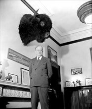 Senator Burton K. Wheeler, of Montana standing in his office beneath a buffalo head circa 1939.
