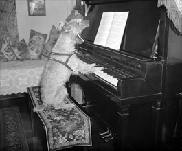 Dog playing piano while singing circa 1936 or 1937.
