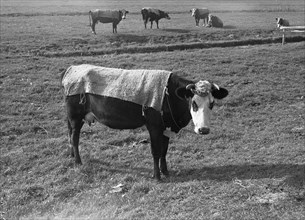 Cows in a meadow in the Netherlands wearing blankets to keep warm circa October 1947.