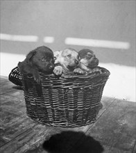 Three puppies sitting in a basket circa 1930s or 1940s Germany.