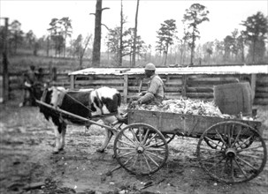 Farm wagon, driven by an African American man, Reed Camp, South Carolina circa December 1934.