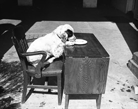 Dog sitting at a desk eating circa 1934.