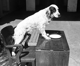 Dog standing on chair and desk circa 1934.