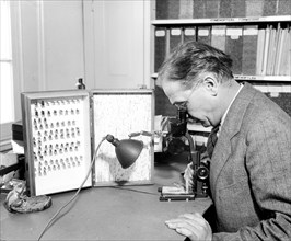 Man with insect collection looking through a microscope at one of his specimens circa 1936.