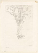 1892 Art Work -  Tree -  Odilon Redon.