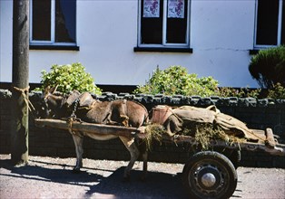 Donkey or Mule drawn cart in the UK circa 1970s.