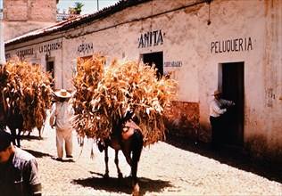 Horses carrying crops down a cobblestone street in a village in Mexico circa 1950-1955.