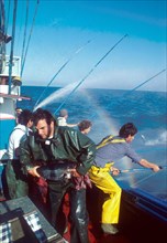 Scientists conducting a tagging operation