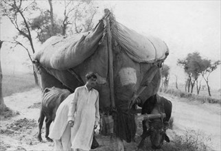 Cattle pulling tent in Bangledesh during the Bangladesh rice harvest