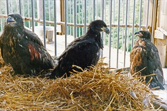 Three young American Bald Eagles