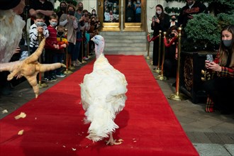 The Presidential Turkeys arrive at The Willard Hotel in Washington