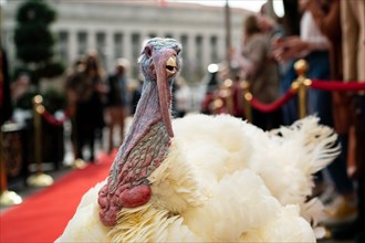 The Presidential Turkeys arrive at The Willard Hotel in Washington