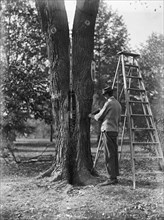 Worker with the Washington D.C. parks department conducting tree surgery