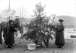 A Christmas tree for horses