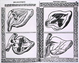 Four views of the heart