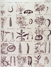 Plants of medicinal value to particular human body parts