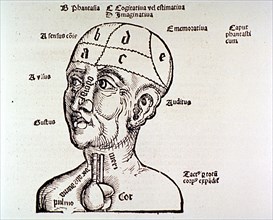 Human head and shoulders