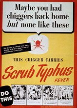 ca. 1945 - Maybe you had chiggers back home but none like these