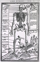 Anatomy of a skeleton