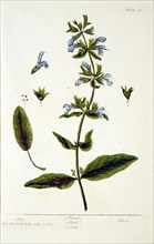 Sage /  Salvia