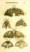 Display of six moths and butterflies