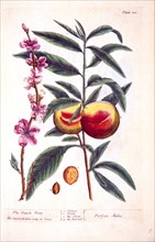 The peach tree / Perfica malus