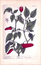 Guinea pepper / Piper indicum