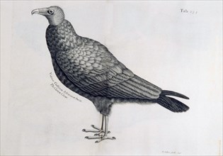 The carrion crow =: Vultur Gallinae Africanae facie