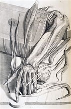 Musculature and bones of the forearm and hand