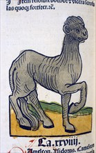 Hand-colored woodcut of the animal camelus