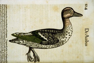 Hand-colored woodcut of a teal in profile - De querquedula