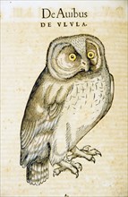 Hand-colored woodcut of the owl